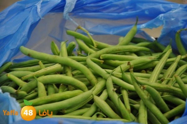 souq gan temar (22).JPG